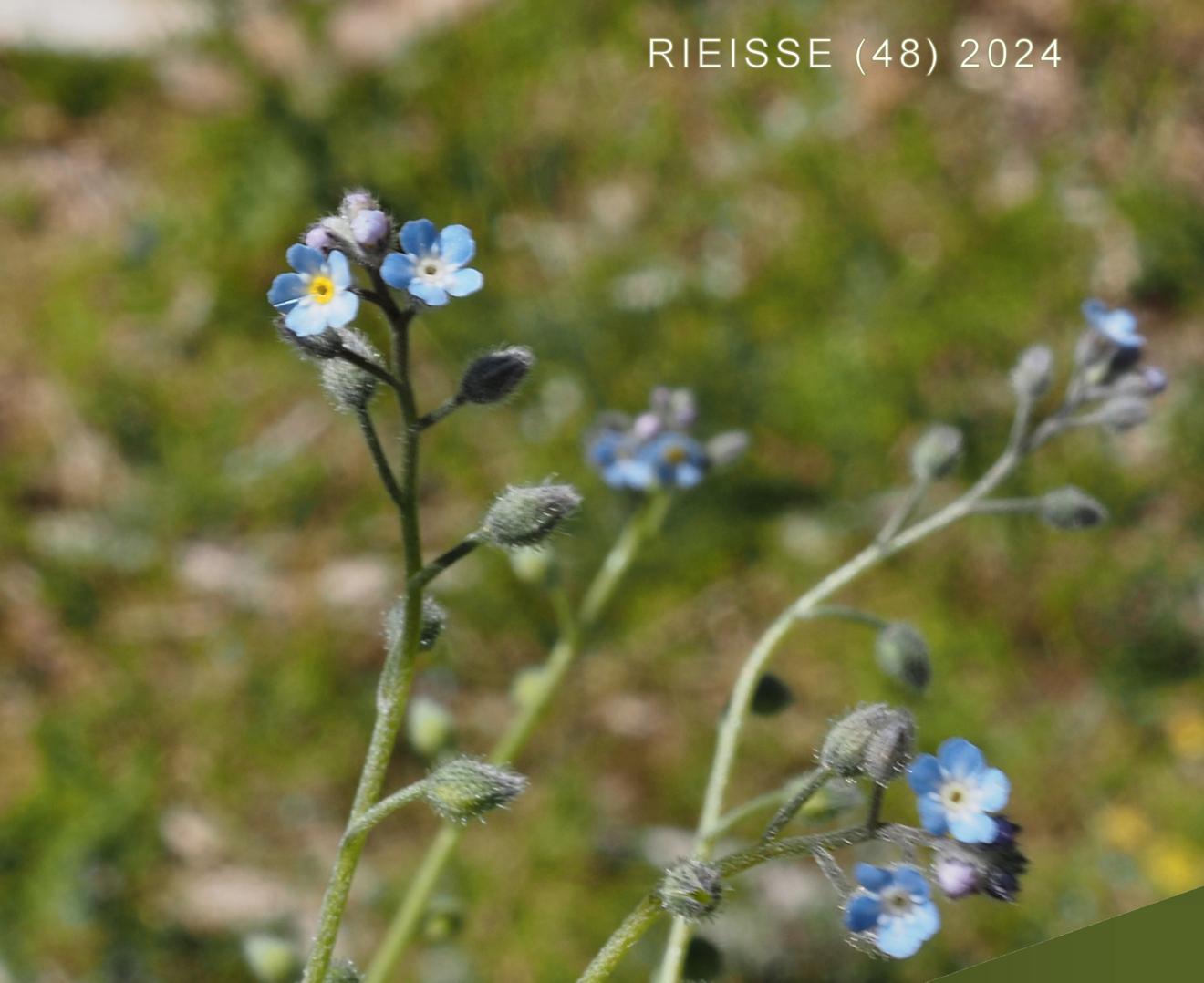 Forget-me-not, Field